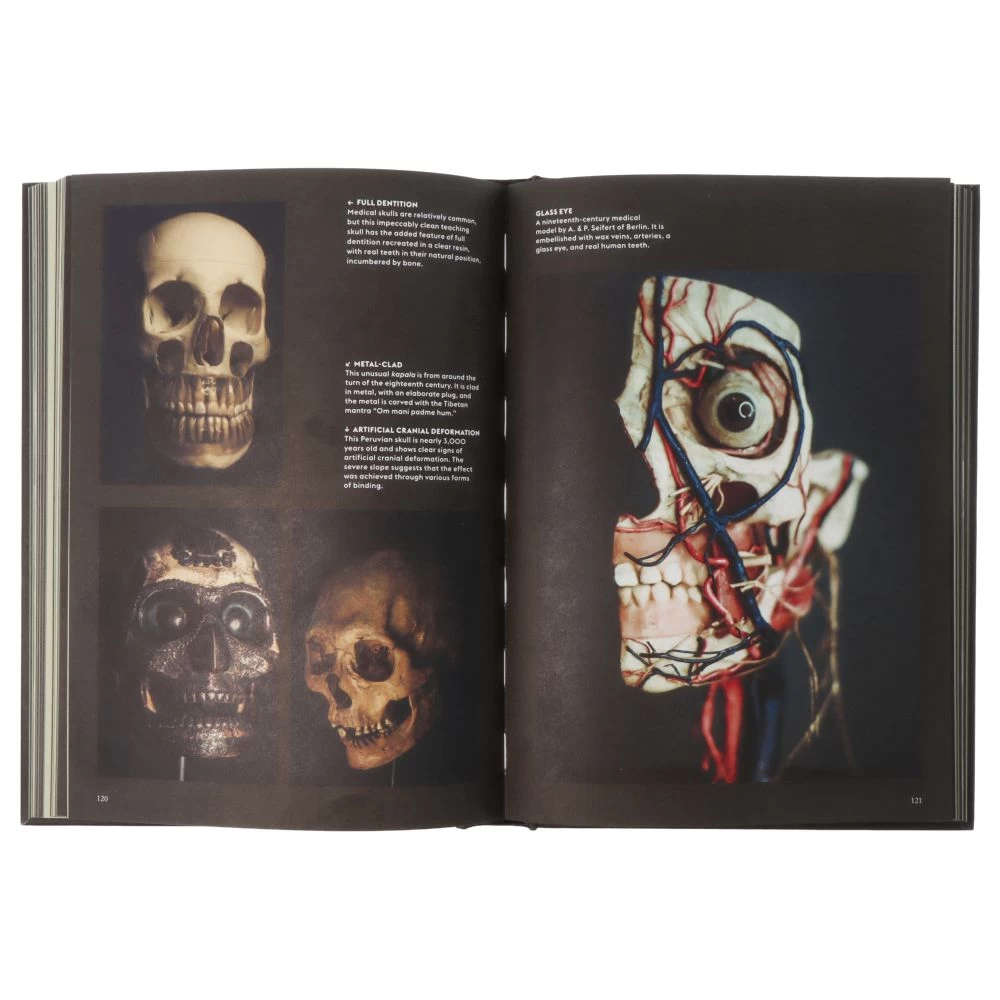 Skulls Portraits Of The Dead And The Stories They Tell 8 Skulls Portraits Of The Dead And The Stories They Tell – Image 6